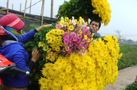 Trời trở tiết nóng, nhiều vườn hoa cúc ở Tây Tựu đưa nhau nở bung, người dân cắt vội mang ra chợ bán.